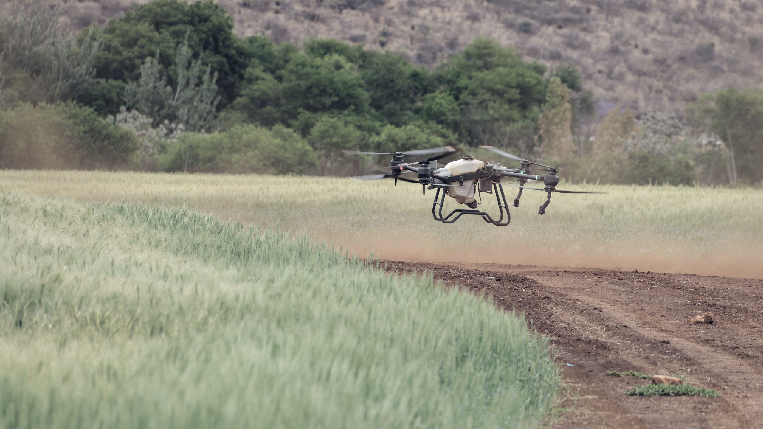 Agricultura de precisión en la agroindustria: un dron agrícola con tanque de aspersión sobrevuela un cultivo junto a un camino de tierra.